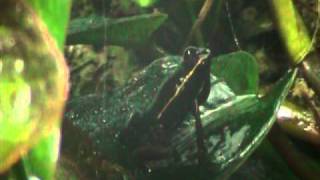 Phyllobates lugubris calling [upl. by Aneg34]