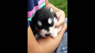 Alaskan Malamute Puppy Howling for The First Time [upl. by Gina920]