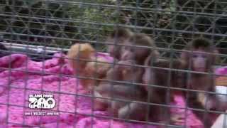 Japanese Macaques Turn One Month Old [upl. by Alexis]