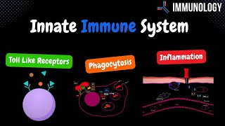 Innate Immune System Toll Like Receptors Phagocytosis amp inflammation   Immunology [upl. by Neelak604]