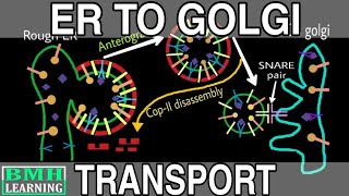 Protein Transport From ER To Golgi  COP I And COP II Vesicle Formation  Anterograde And Retrograde [upl. by Caterina484]