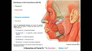 The Facial Nerve CN VII  Structure Function amp Major Branches [upl. by Sierra]