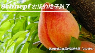 Schnepf farms的桃子熟了 [upl. by Winny]