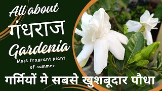 Gandharaj Growing Tips  Gardenia Care Tips  gardenia गंधराज sugandharaj fragrant flowers [upl. by Lonyer253]