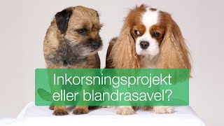 Inkorsningsprojekt eller blandrasavel [upl. by Stella]