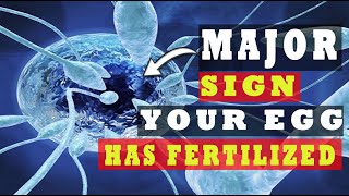 Egg and Sperm Meet Symptoms – Major Signs Your Egg Has Been Fertilized 5 INDICATIVE SYMPTOMS [upl. by Heise]