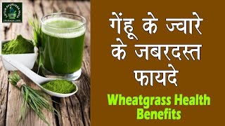 गेहूँ की घास के फ़ायदे  wheatgrass Juice Health Benefits  Lotus Ayurveda India [upl. by Herrah]