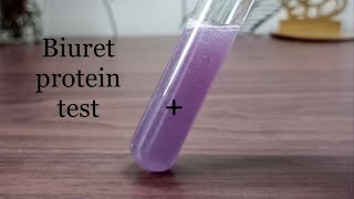 How to test presence of protein  Biuret protein test BSc practical  Science practical [upl. by Grosvenor]