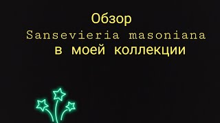 Sansevieria masoniana в моей коллекции декабрь 2023 год [upl. by Dirgni]