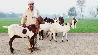 pure kamori praignint goats at bismillah Goat Farm shorts goatfarm goat [upl. by Araed99]