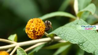 Matico Buddleja Globosa [upl. by Einahpetse]