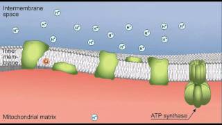 transfert delectron chaine respiratoire [upl. by Aros]