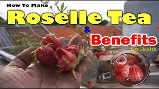 How To Make Roselle Hibiscus Tea From Fresh Flowers  Benefits Roselle for Health  Better home [upl. by Riorsson]