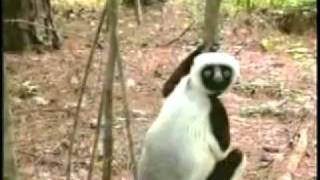 Zoboomafoo José Paradis [upl. by Gertruda]