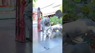 man picks up fallen statue shortsvideo [upl. by Ayenat]