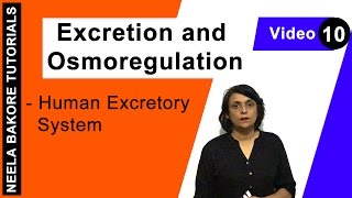 Excretion and Osmoregulation  NEET  Human Excretory System  Neela Bakore Tutorials [upl. by Acirtal]