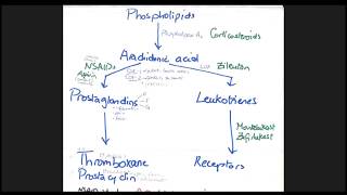 Pain Pathway and The Mechanism of NSAIDS [upl. by Apfelstadt]