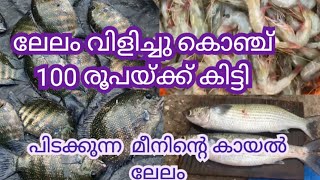 കരിമീൻ ചാകര കൊച്ചിയുടെജെട്ടി കായൽ ലേല ചന്ത kochile jetty l karineen muthukulam l [upl. by Agler356]