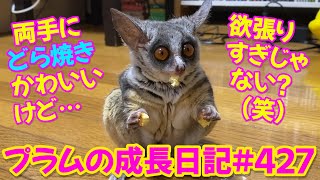 Bushbaby Plums Growth Diary ショウガラゴ プラムの成長日記 427 [upl. by Aphra680]