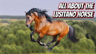 ALL ABOUT THE LUSITANO HORSE [upl. by Shakespeare]