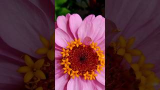 Giant Zinnia dahlia dahlias sunflower zinnia gazania hollyhock sunlover dahliacollections [upl. by Neslund]