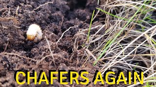 Chafer Grub Infestation Getting Worse [upl. by Strage]