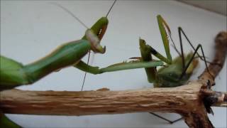 How the female praying mantis eats the male mantis [upl. by Conners]