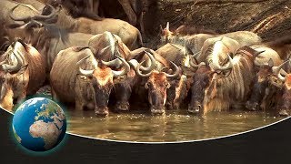 The greatest animal migration on earth  Full Documentary [upl. by Neddie]