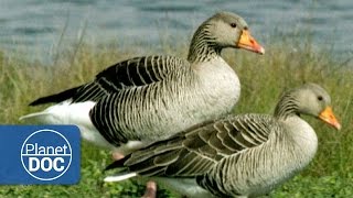 Migratory Birds  Nature  Planet Doc Full Documentaries [upl. by Eugenle]