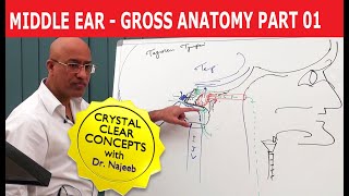 Middle Ear  Gross Anatomy  Part 19 [upl. by Kciredorb]