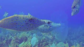 Scrawled Filefish [upl. by Piggy910]