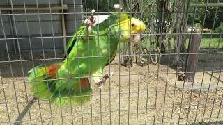 Freedom the Parrot Screams Excitedly with Yellow Naped amp Double Yellow Headed Amazons Feathered Fri [upl. by Kellie]