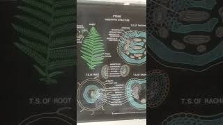 Pteris structure reproduction and life cycle chart botany pteris pteridophytes [upl. by Lian]