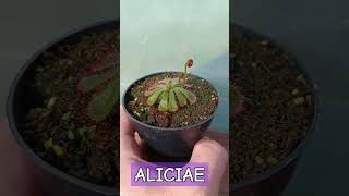 Drosera Aliciae comenzando a florecer Cuidarlas es mi pasión🌱❤️🤝 carnivora carnivoras [upl. by Valenka]