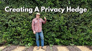 How To Create A Privacy Hedge [upl. by Chapnick277]