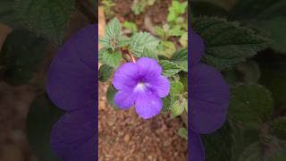 Achimenes plant kerala garden ideas trendingshorts youtubeshorts  shorts feed  shorts viral [upl. by Hooker]