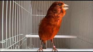 Canario negro bruno Cantando🐦 Canto de canario hermoso [upl. by Ticknor531]