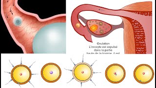 De la fécondation à la nidation [upl. by Nerot530]