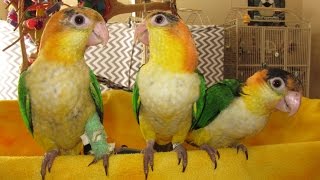 12 week old Hand Fed White Bellied Caique Parrots [upl. by Llovera37]