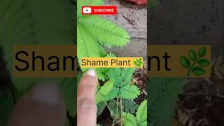 Shame Plant facts stimulus polymathfootprintsacademy [upl. by Tocci300]