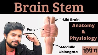 Brain Stem Mid Brain Pons Medulla Oblongata Anatomy and Physiology in Hindi [upl. by Elocin]