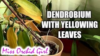 Yellowing leaves on Dendrobium Nobile orchid [upl. by Yeaton]