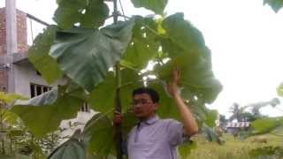 Paulownia Elongata in Nepal [upl. by Eniawtna]