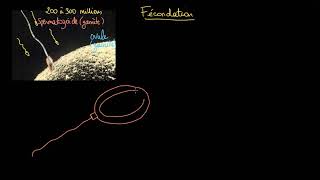 Terminologie de la fécondation  gamètes zygotes haploïde diploïde [upl. by Kohsa]