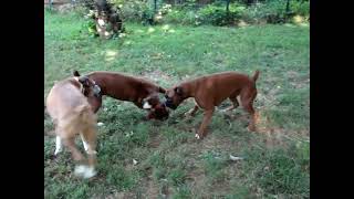 Boxer dogs Elsie and Gertrude wrestling Elsie rolls around dog boxerdog doglovers [upl. by Acilejna]