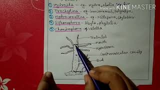 Phylum coelenterata characters and classification [upl. by Alemac308]