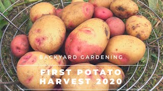 Harvesting Potatoes  Our First Potato Harvest of 2020 [upl. by Diahann]