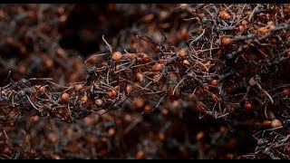 BRASIL SALVAJE  Documental Naturaleza HD 1080p  Grandes Documentales [upl. by Llemert]