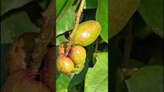 Terminalia chebulaHARIDRA Combretaceae familynatureforestflowertrending gardenforestsflora [upl. by Ettenotna]