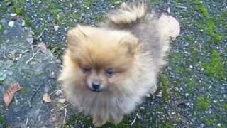 Puppy Pipkin  quotThe Pomeranian Songquot [upl. by Surad]